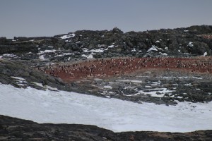 Penguin colony - red equals droppings