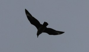 Rare skua flies over to see if we're worth eating